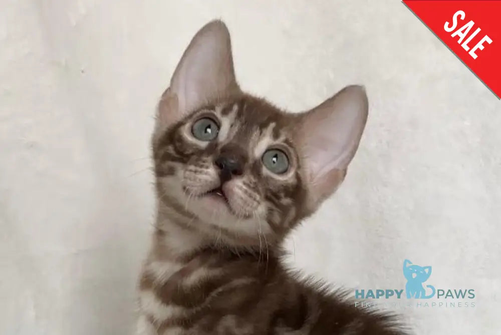 Erik Bengal male black amber spotted tabby live animals