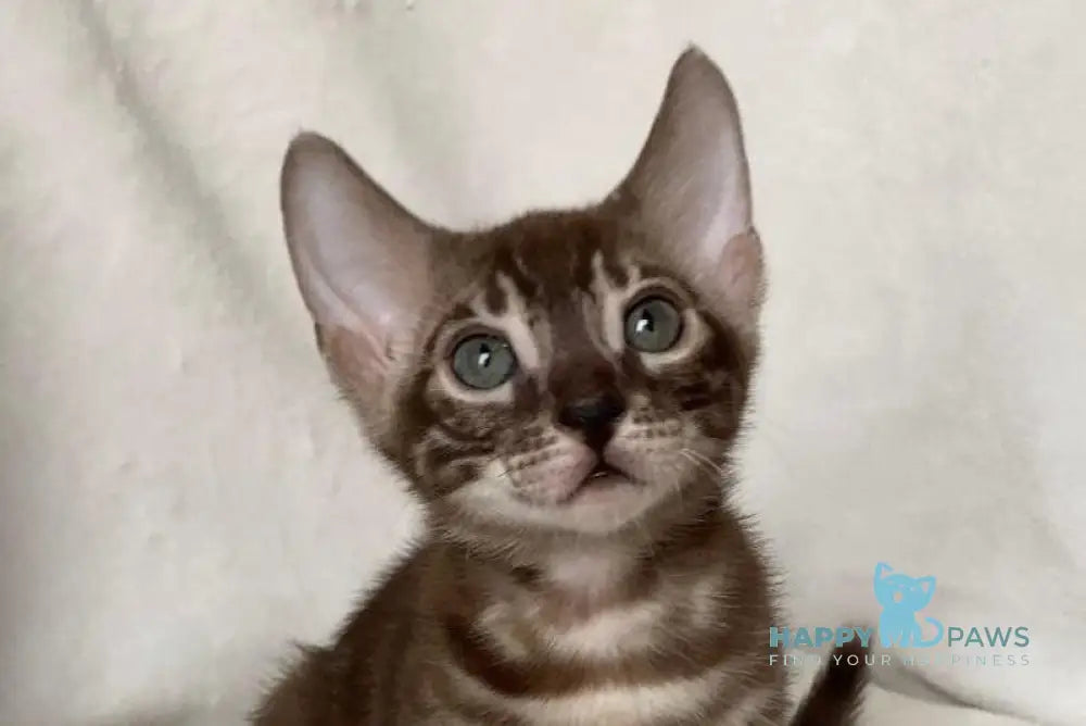 Erik Bengal male black amber spotted tabby live animals