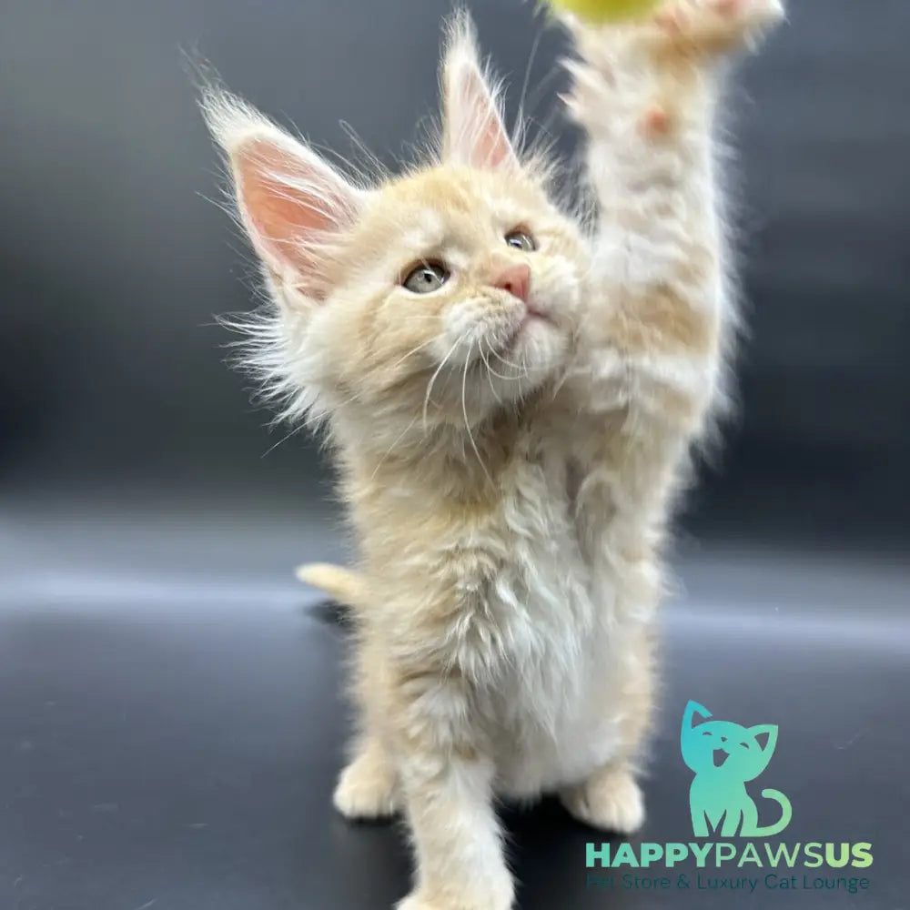 Erik Maine Coon male red silver - live animals