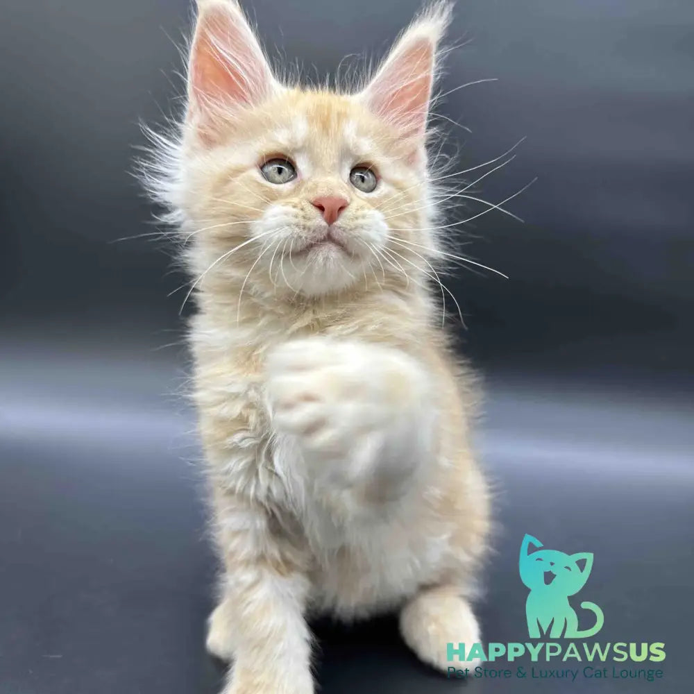 Erik Maine Coon male red silver - live animals