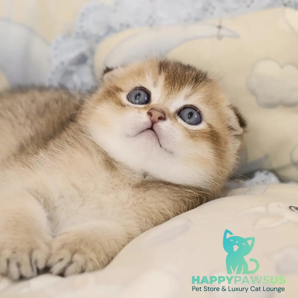 Erik Scottish Fold male black golden ticked tabby - live animals