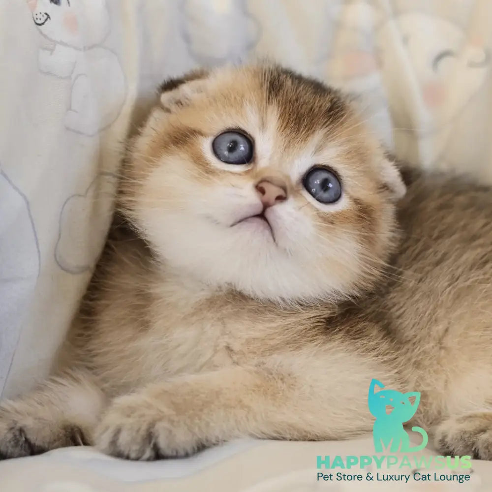 Erik Scottish Fold male black golden ticked tabby - live animals