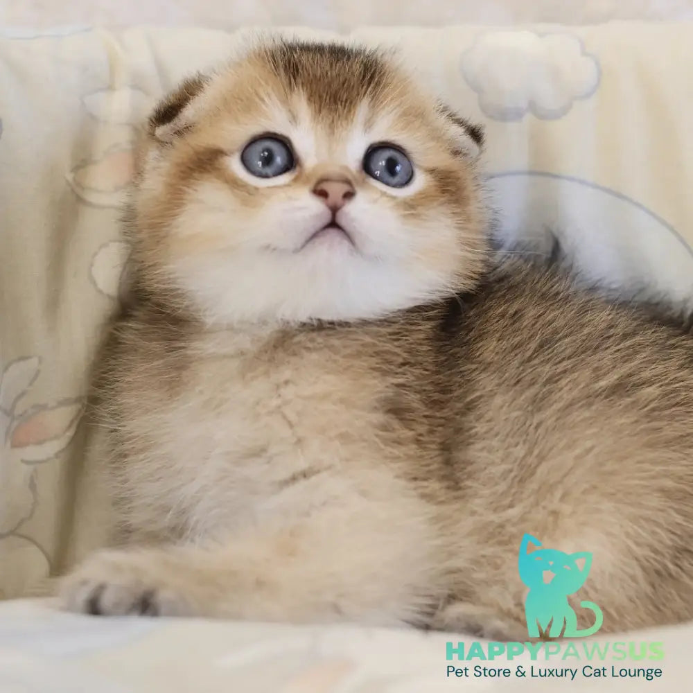 Erik Scottish Fold male black golden ticked tabby - live animals