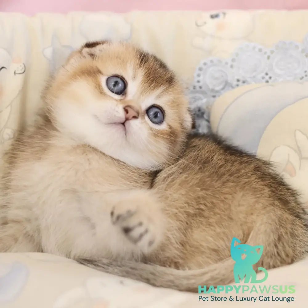 Erik Scottish Fold male black golden ticked tabby - live animals