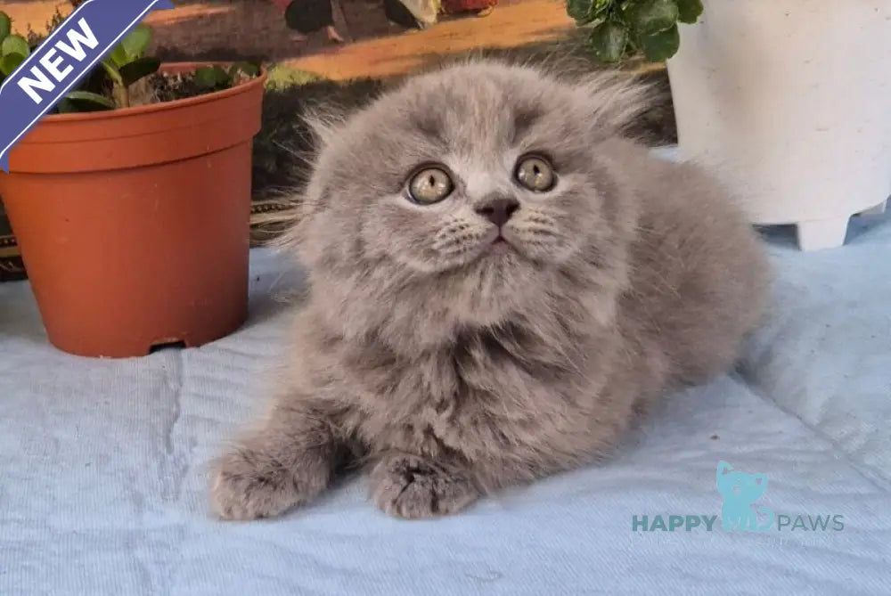 Erik Scottish Fold male blue live animals