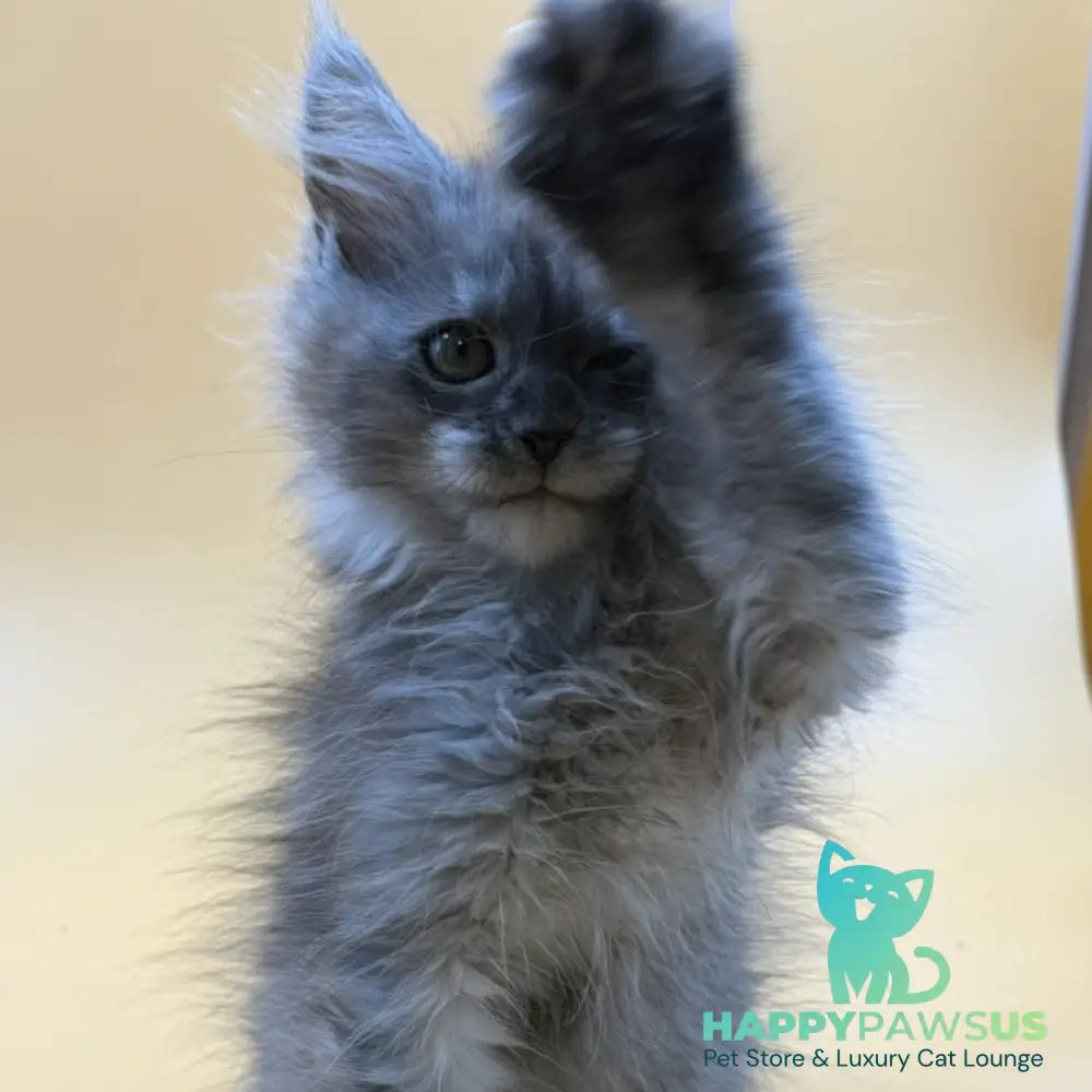 Erika Maine Coon female black silver - live animals