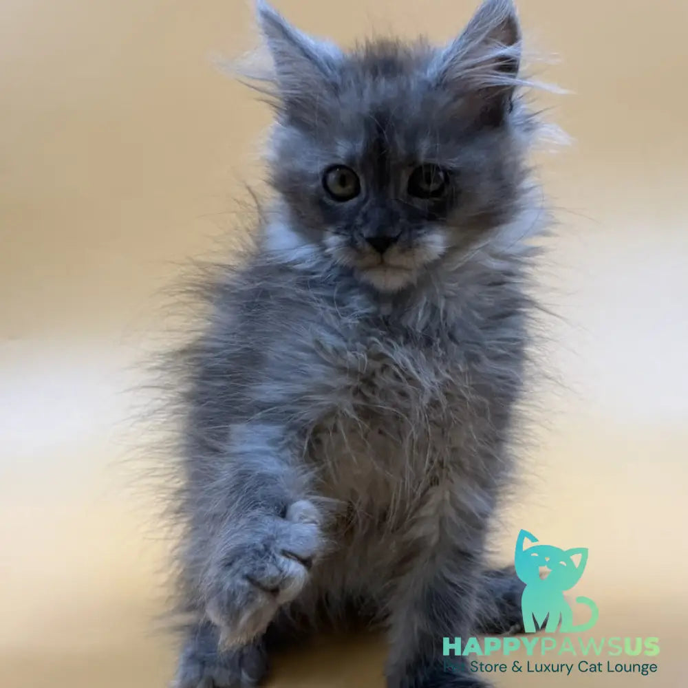 Erika Maine Coon female black silver - live animals