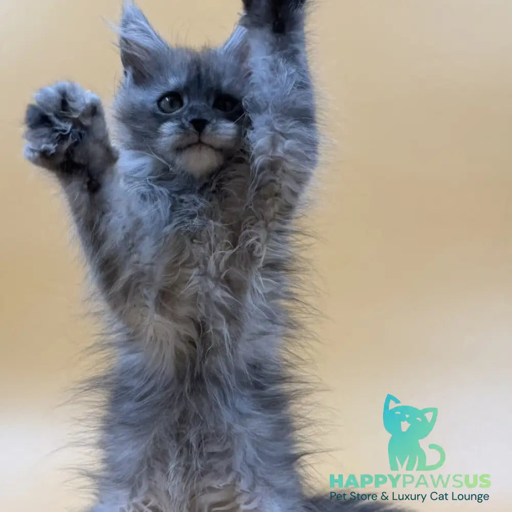 Erika Maine Coon female black silver - live animals