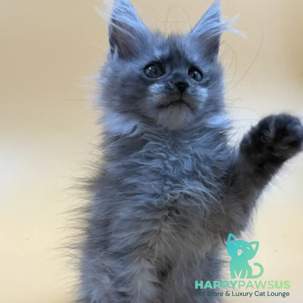 Erika Maine Coon female black silver - live animals