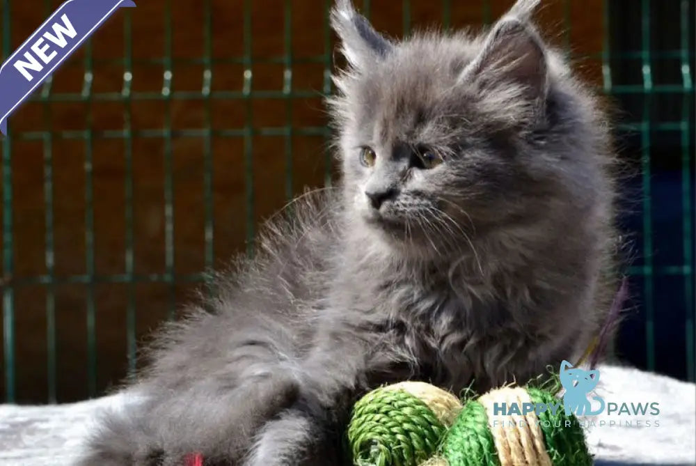 Erika Maine Coon female blue live animals
