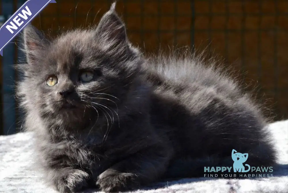 Erika Maine Coon female blue live animals