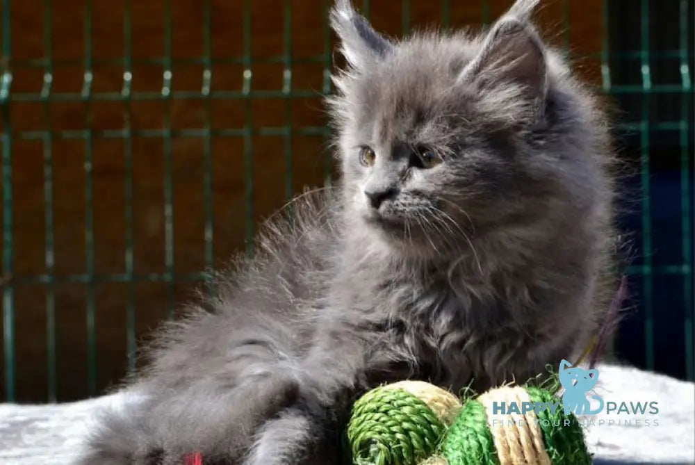 Erika Maine Coon female blue live animals
