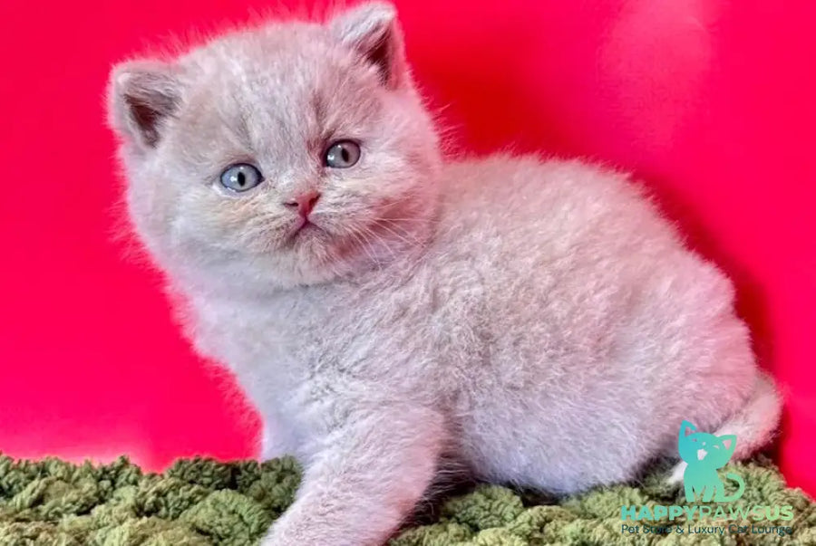 Ernest British Shorthair male fawn - live animals