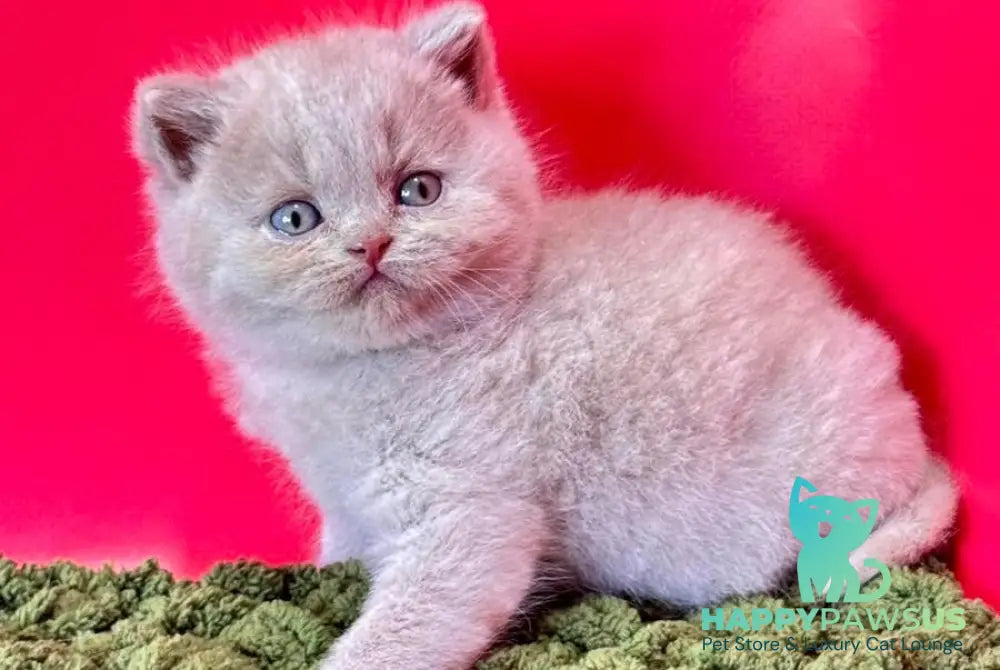Ernest British Shorthair male fawn - live animals