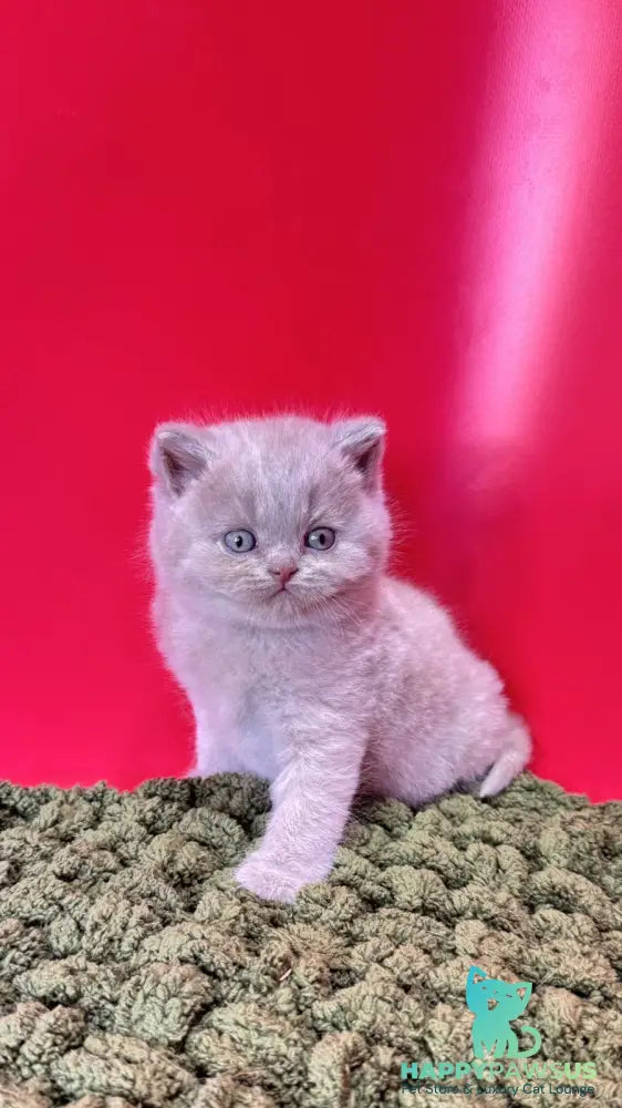 Ernest British Shorthair male fawn - live animals