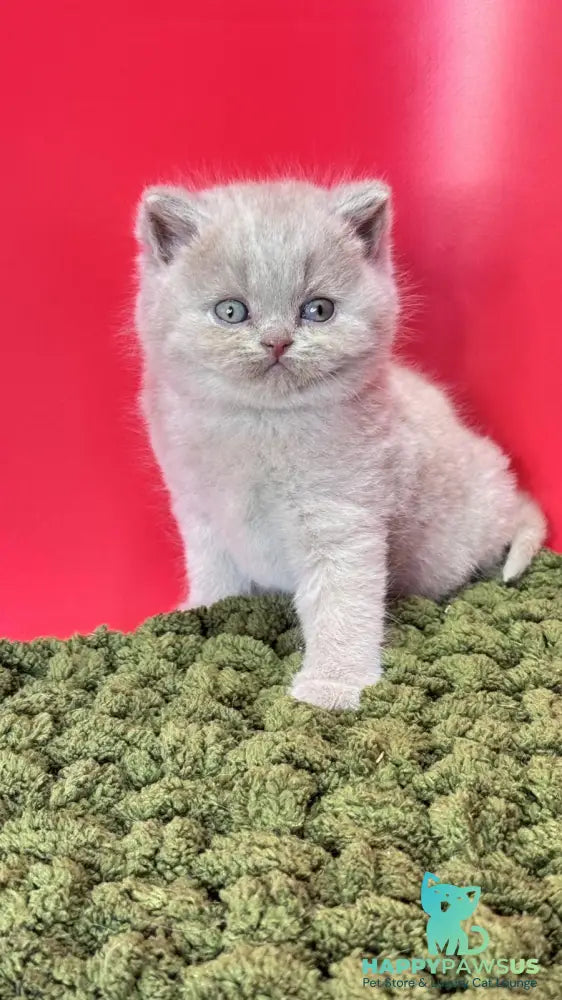 Ernest British Shorthair male fawn - live animals