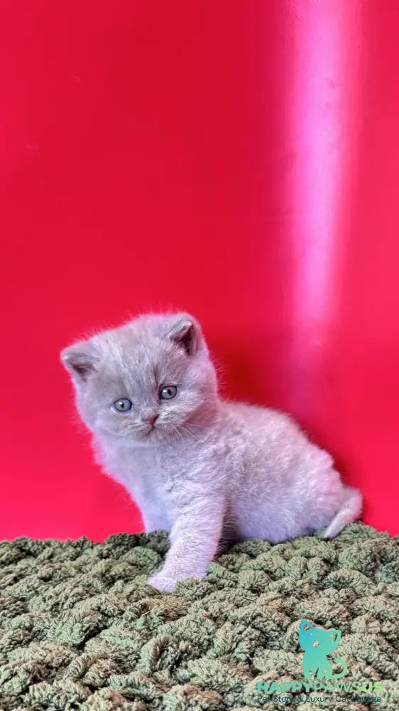 Ernest British Shorthair male fawn - live animals