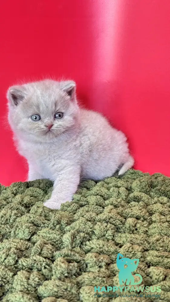 Ernest British Shorthair male fawn - live animals