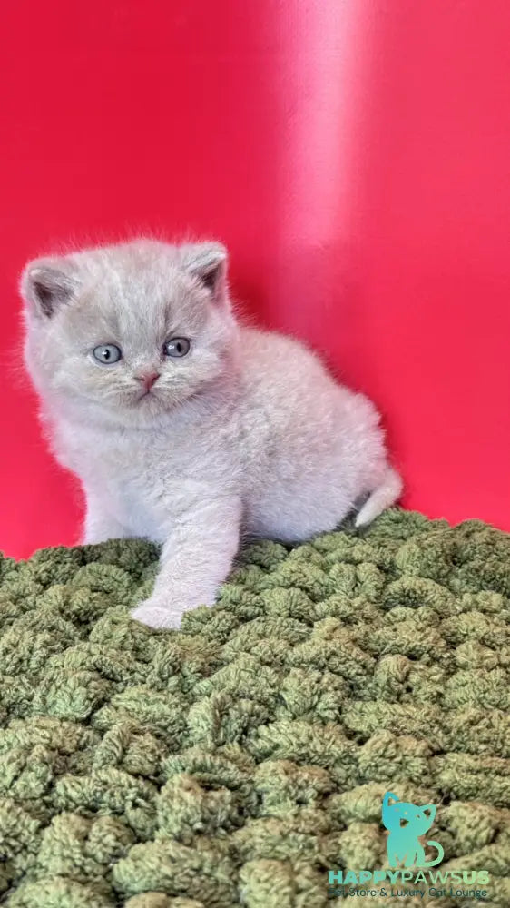 Ernest British Shorthair male fawn - live animals