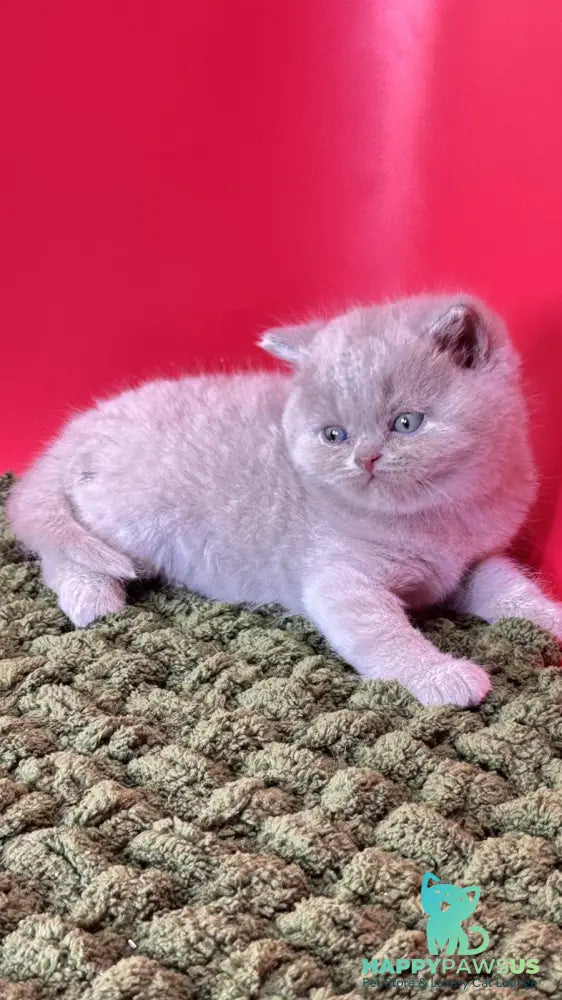 Ernest British Shorthair male fawn - live animals