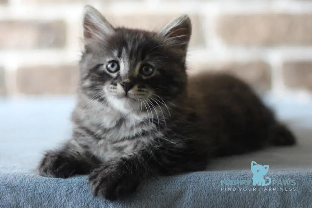 Ernest Siberian male black tabby live animals