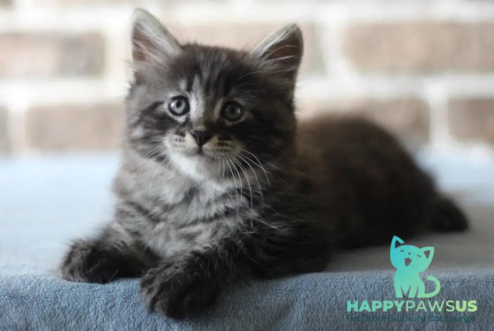 Ernest Siberian male black tabby live animals