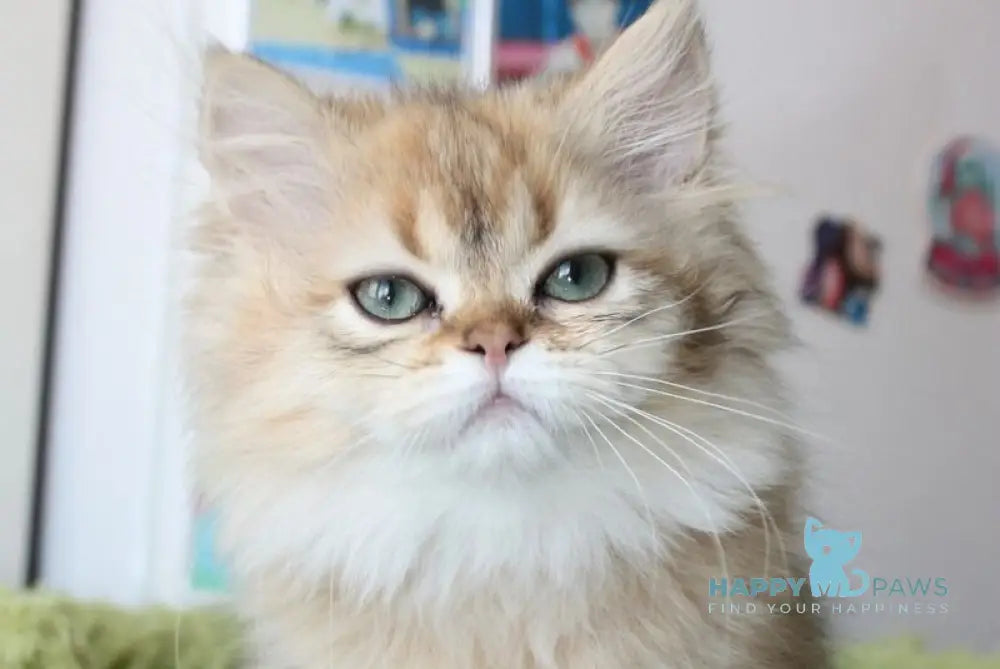 Erta Scottish Straight female black ticked tabby - live animals