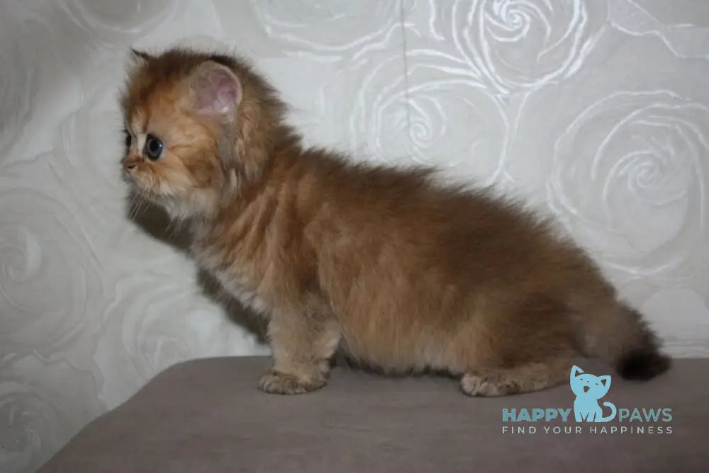 Erta Scottish Straight female black ticked tabby - live animals
