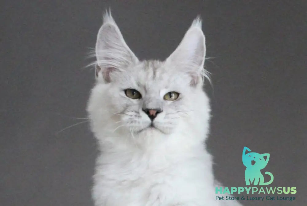 Esaul Maine Coon male black silver spotted tabby live animals