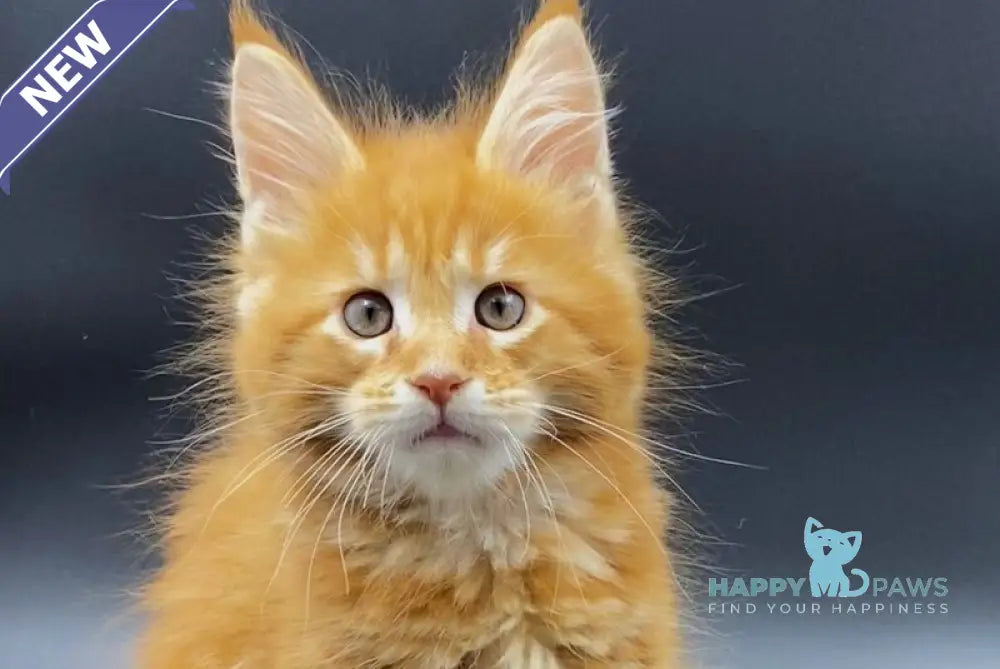 Esenin Maine Coon male red tabby live animals