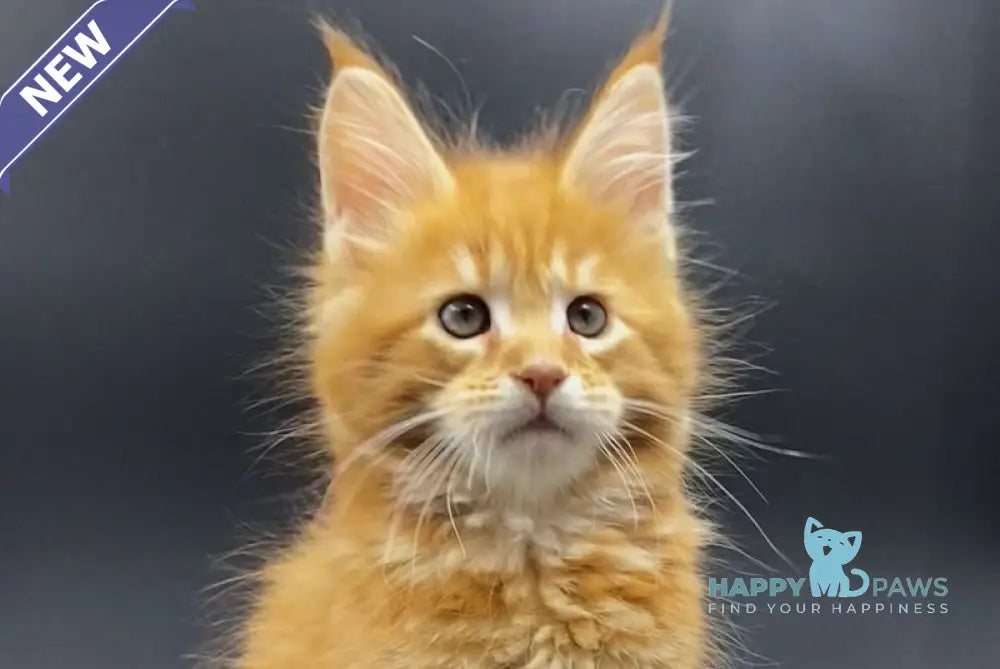 Esenin Maine Coon male red tabby live animals