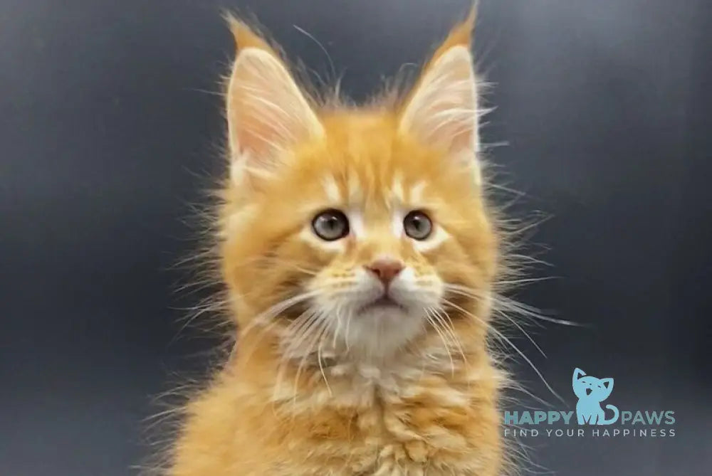 Esenin Maine Coon male red tabby live animals