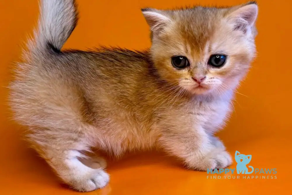 Esha Munchkin male black golden shaded - live animals