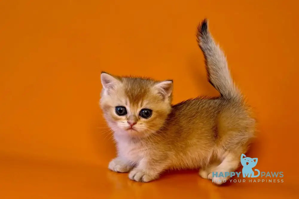 Esha Munchkin male black golden shaded - live animals