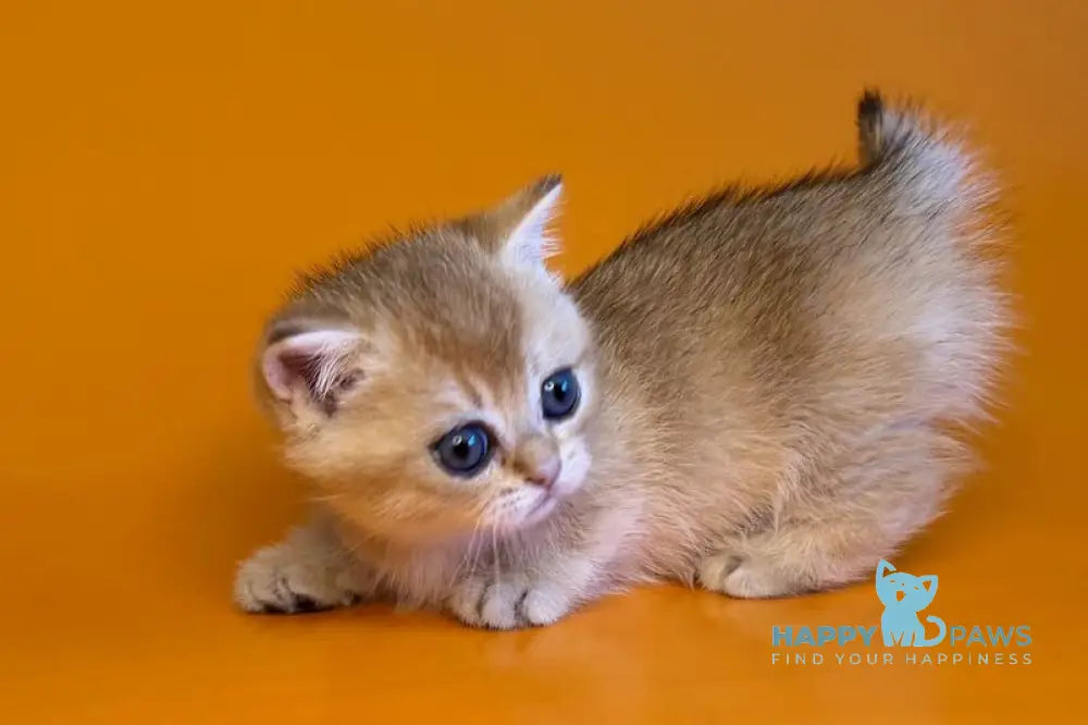 Esha Munchkin male black golden shaded - live animals