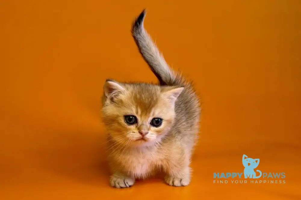 Esha Munchkin male black golden shaded - live animals