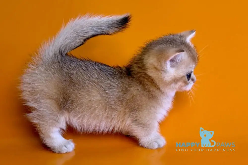 Esha Munchkin male black golden shaded - live animals
