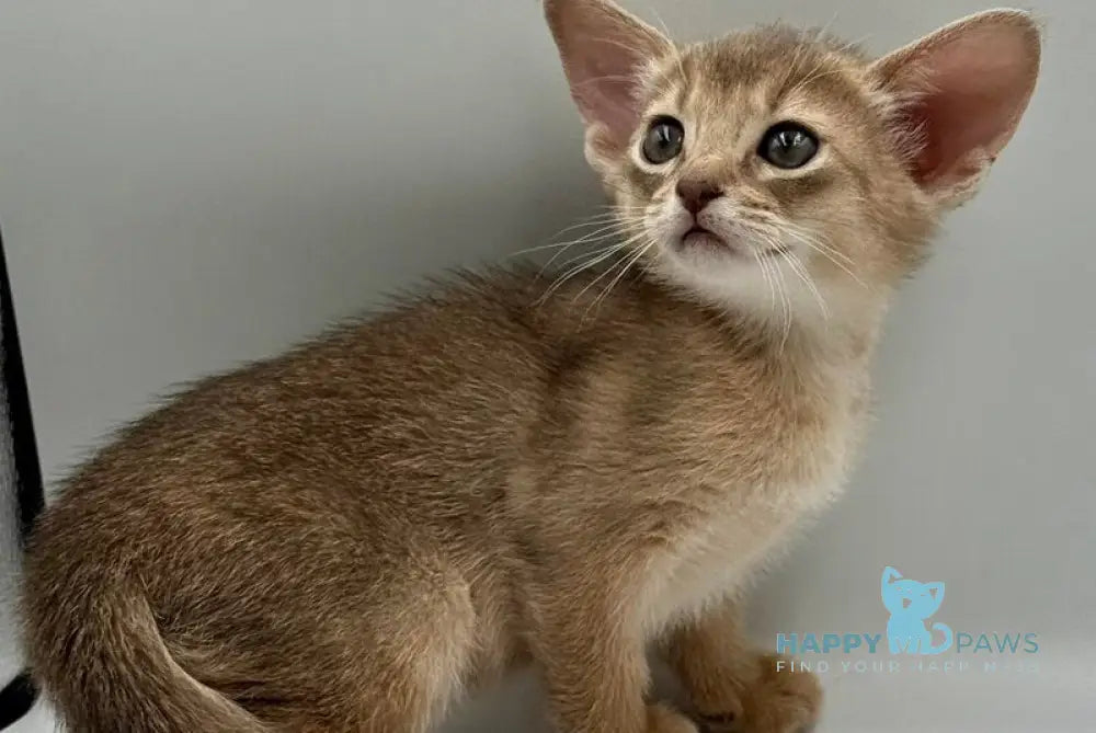 Eshka Abyssinian female blue live animals