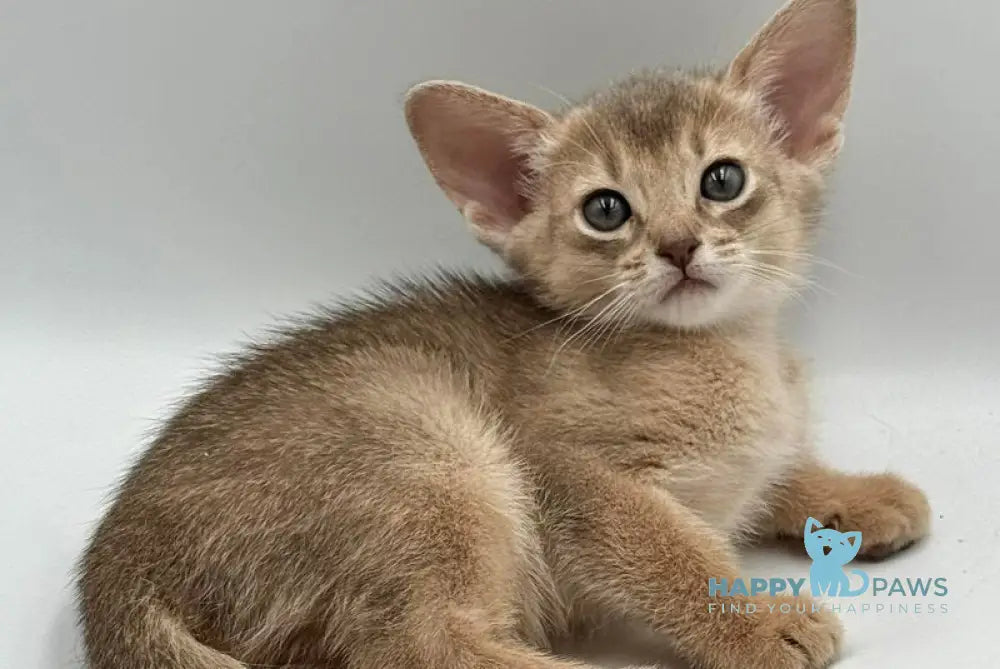 Eshka Abyssinian female blue live animals