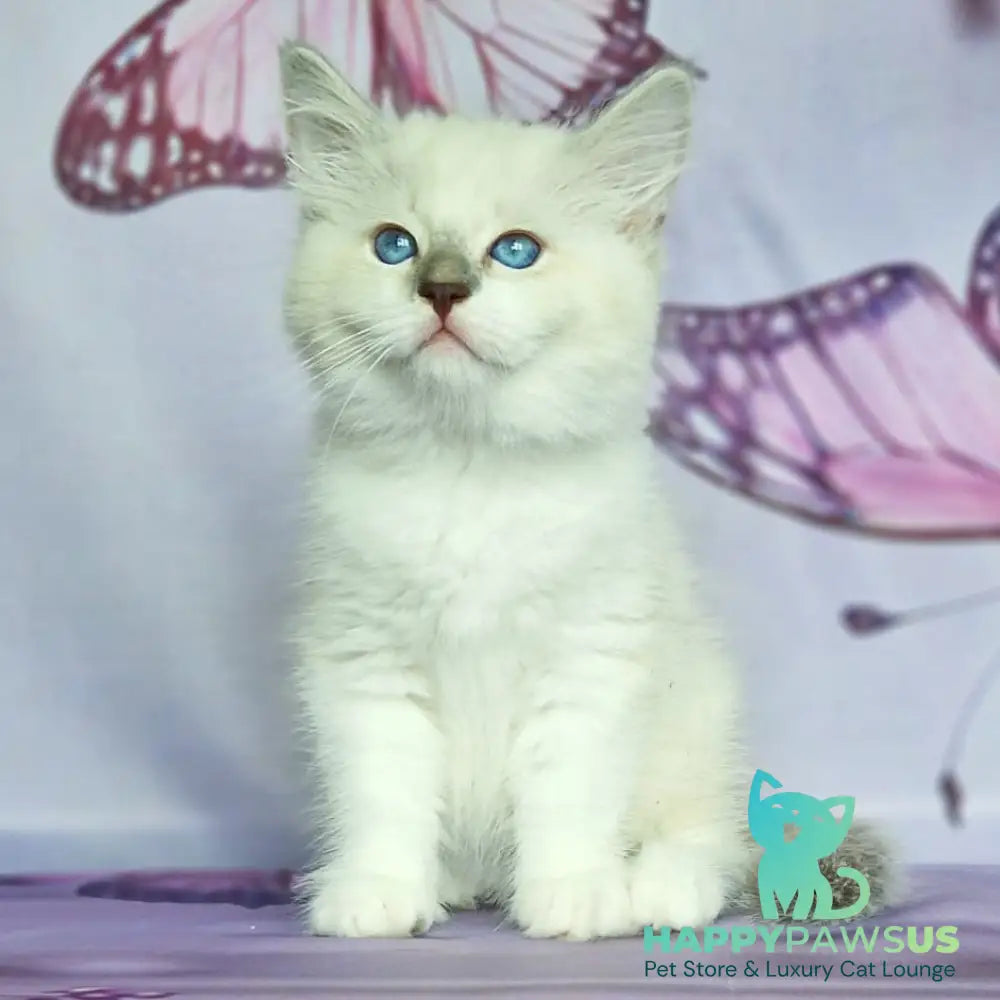 Eshley Siberian male blue with white tabby pointed - live animals