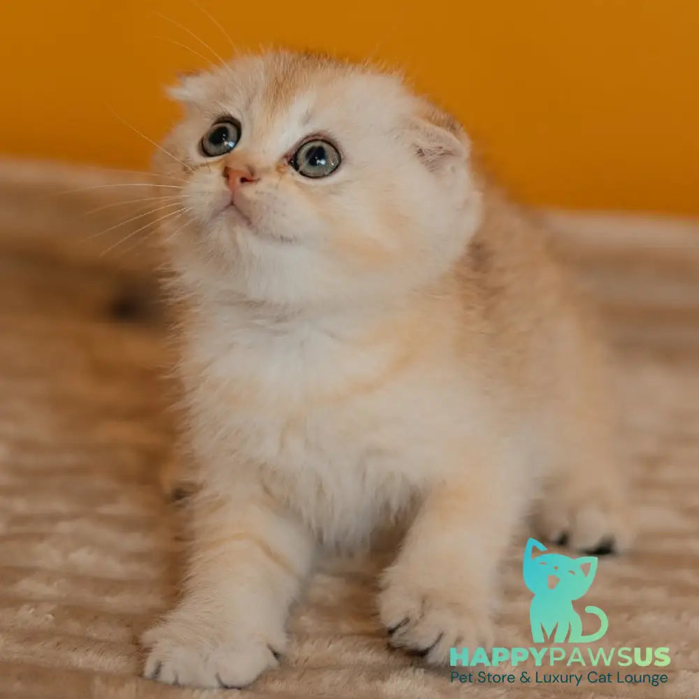 Eskimo Scottish Fold male black silver shaded - live animals