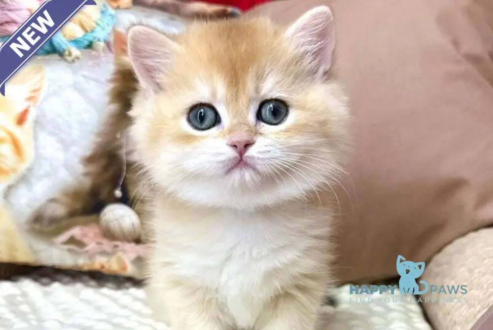 Esma British Longhair female black golden shaded live animals