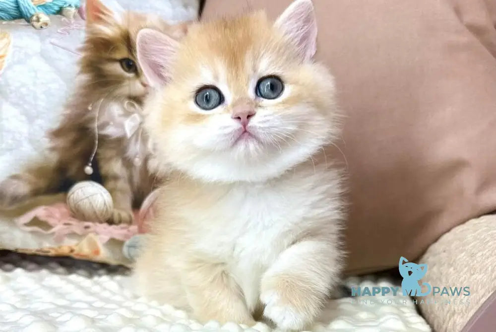 Esma British Longhair female black golden shaded live animals