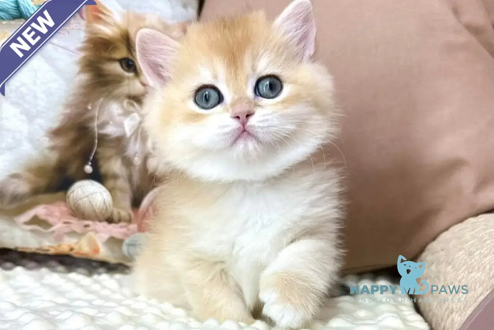 Esma British Longhair female black golden shaded live animals