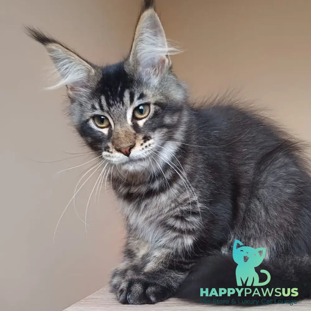 Esma Maine Coon female black ticked tabby - live animals