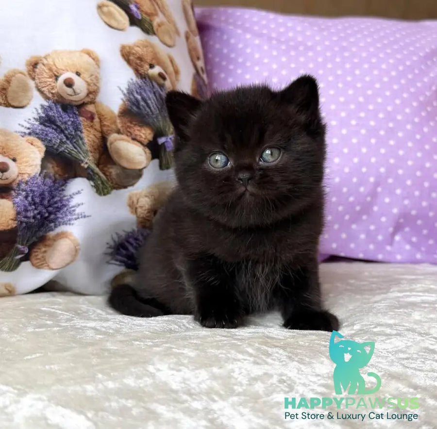 Esmanur British Shorthair female black live animals