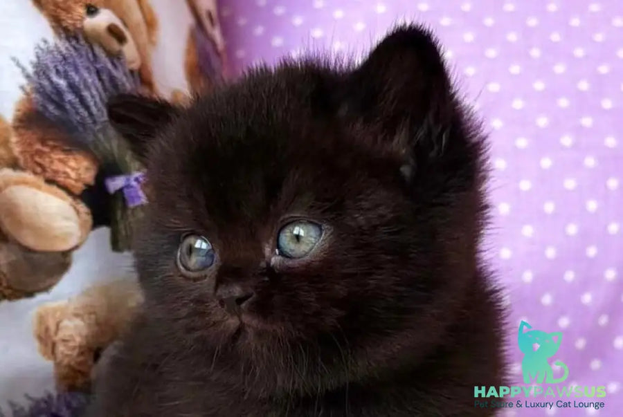 Esmanur British Shorthair female black live animals