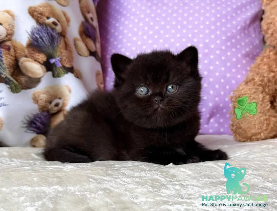 Esmanur British Shorthair female black live animals
