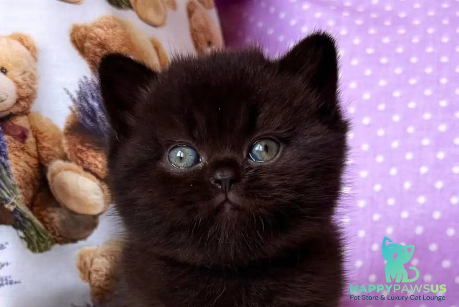 Esmanur British Shorthair female black live animals