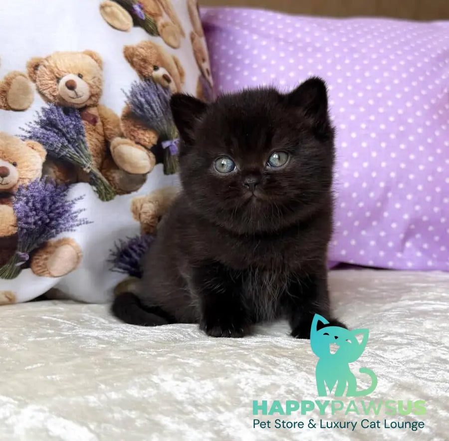 Esmanur British Shorthair female black live animals